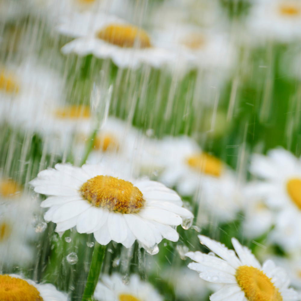 Things to Do During Rainy April Afternoons